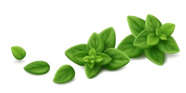 İki taze kekik otu (Origanum syriacum) ve beyaz arka planda izole edilmiş üç tek yaprak. Gerçekçi vektör illüstrasyonu.