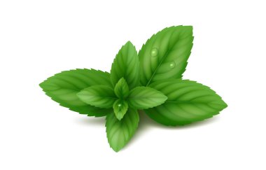 Yapraklı taze nane filizi ve bir damla su. Beyaz arka planda izole edilmiş. Gerçekçi vektör illüstrasyonu.