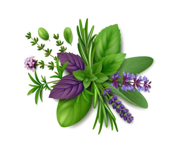 普罗旺斯的一批新鲜香草 迷迭香 百里香 鼠尾草 薰衣草 马乔兰和罗勒 绿色和紫色 被白色背景隔离 顶部视图 现实的病媒说明 — 图库矢量图片