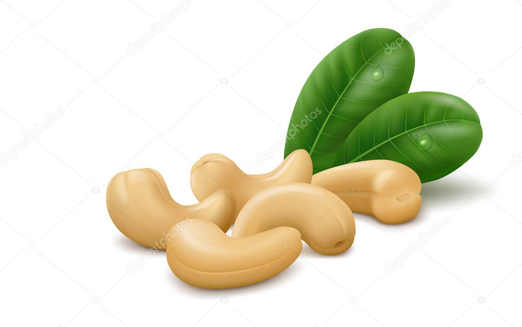 Several cashew nuts (kernels) with two green leaves isolated on white background. Realistic vector illustration.
