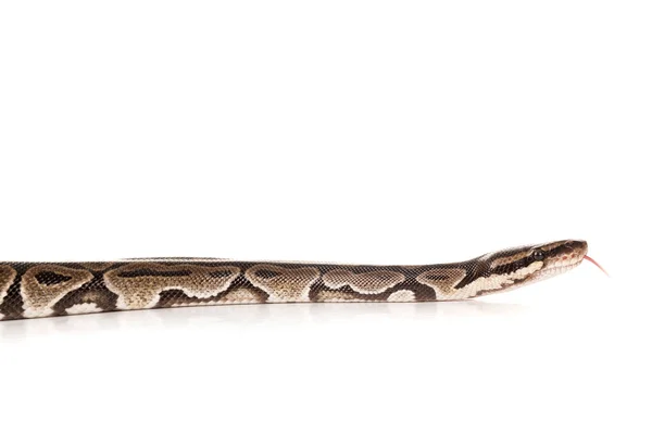 Bela píton, Serpente — Fotografia de Stock