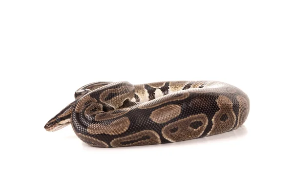 Bela píton, Serpente — Fotografia de Stock