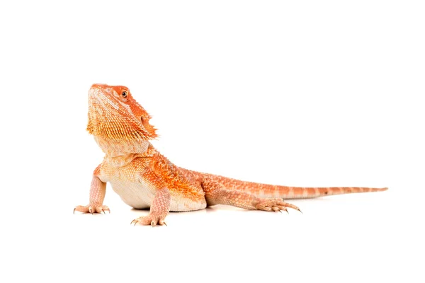 Bearded dragon lizard — Stock Photo, Image