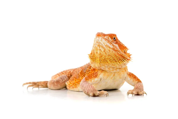 Bearded dragon lizard — Stock Photo, Image