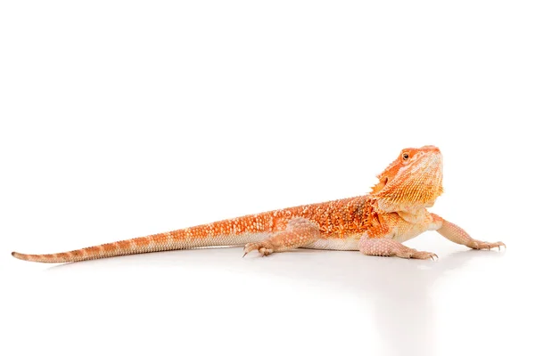 Bearded dragon hagedis — Stockfoto