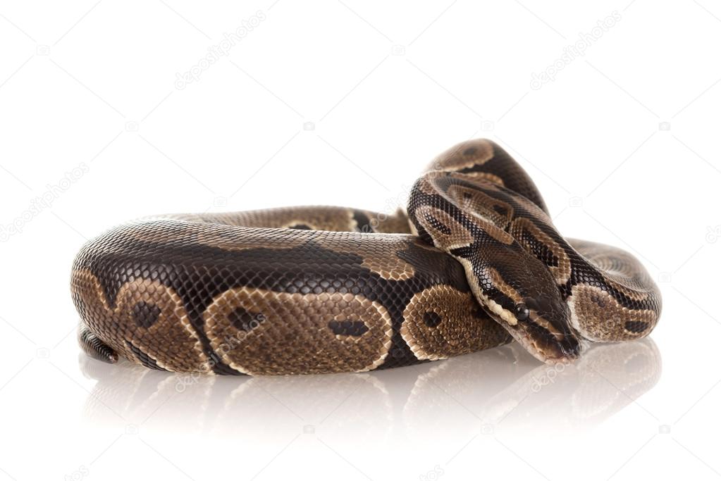 Beautiful python, Snake