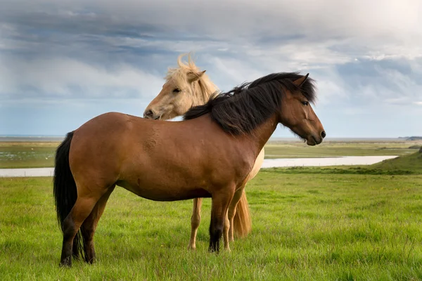 Caballos en el prado en Islandia — Foto de Stock