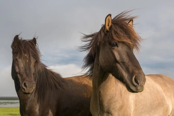 Pferde auf der Weide in Island — Stockfoto