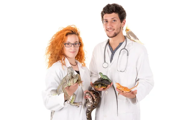 Veterinärer-man och kvinna — Stockfoto