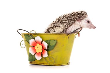 Yeşil vazo içinde komik kirpi