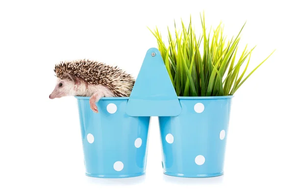 Funny Hedgehog in flower pot — Stock fotografie