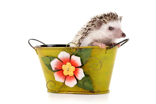 Funny Hedgehog in green vase — Stock fotografie