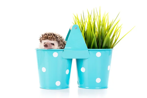 Funny Hedgehog in flower pot — Stock fotografie
