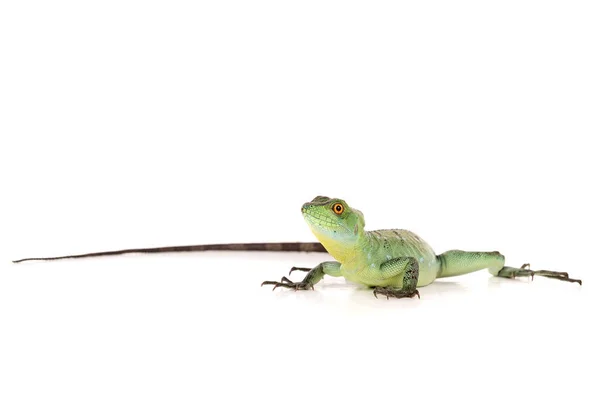 Groene basilisk geïsoleerd — Stockfoto