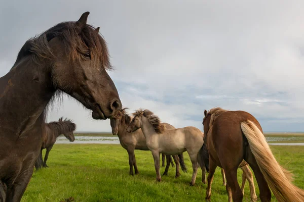 Isländisches Pferd ruht — Stockfoto