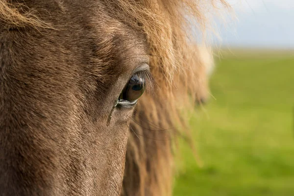 Isländisches Pferd ruht — Stockfoto