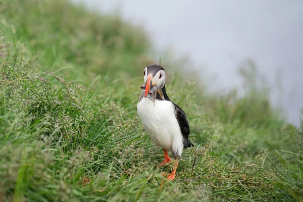 Atlantic Puffin, Islândia — Fotografia de Stock