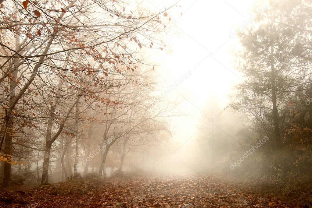 Foggy forest landscape