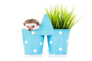 Kirpi bir vazo içinde