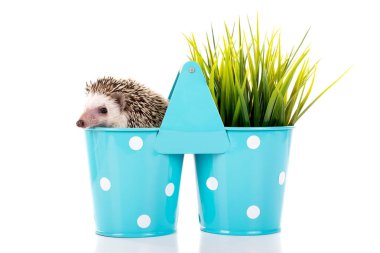 Kirpi bir vazo içinde