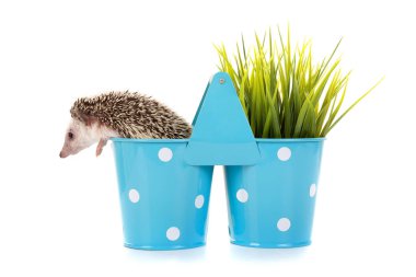 Hedgehog inside a vase clipart