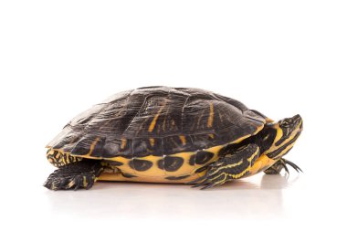 -beyaz izole kaplumbağa