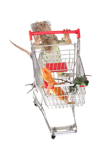 Iguana with shopping cart — Stock Photo, Image