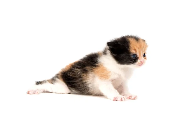 화이트에 고립 된 고양이 — 스톡 사진