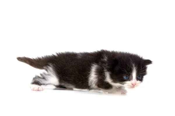 Gatito aislado en blanco — Foto de Stock