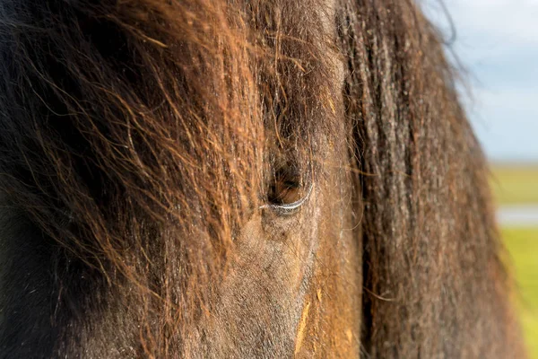 Schönes isländisches Pferd — Stockfoto
