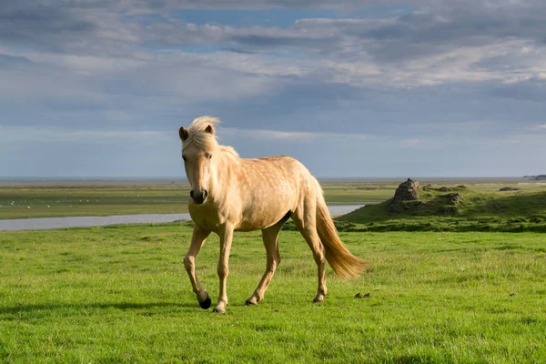 Schönes isländisches Pferd — Stockfoto