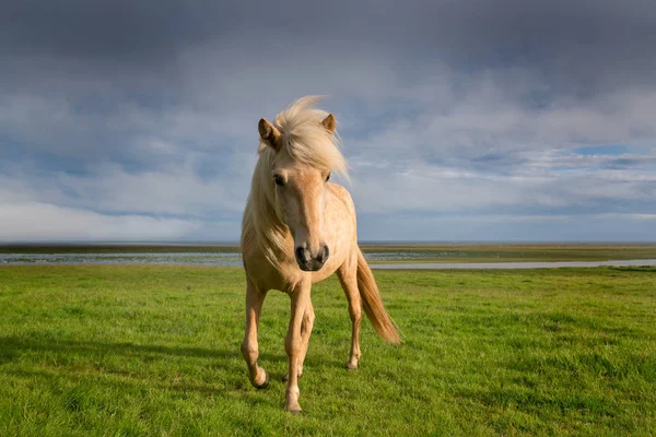 Schönes isländisches Pferd — Stockfoto