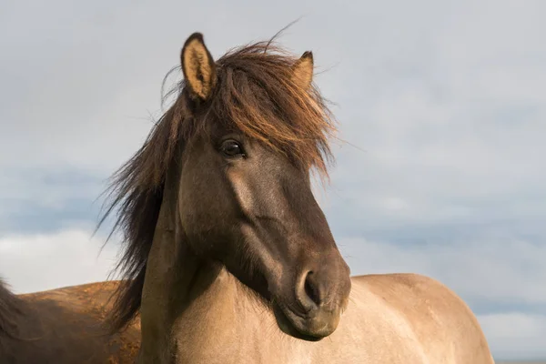 Hermoso caballo de hielo — Foto de Stock