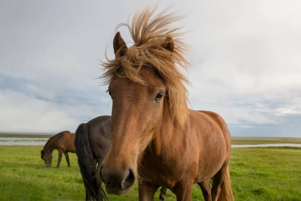 Schönes isländisches Pferd — Stockfoto