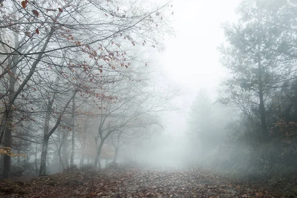 Foggy Lesní krajina — Stock fotografie
