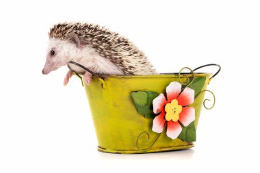 Bir küvet içinde şirin kirpi