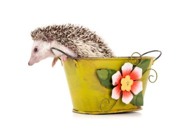 Bir küvet içinde şirin kirpi