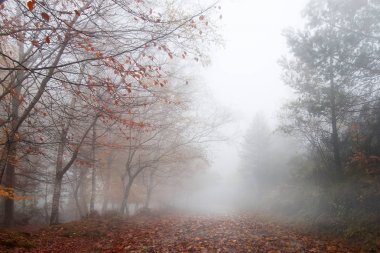 Sisli orman manzarası
