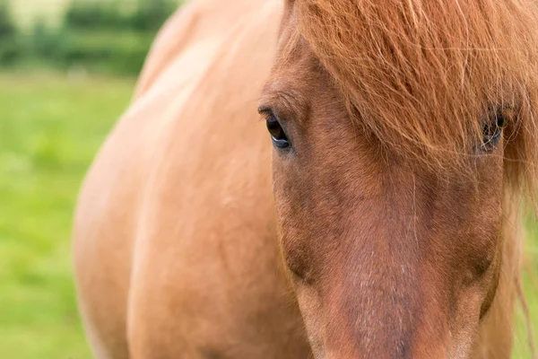 Caballo — Foto de Stock