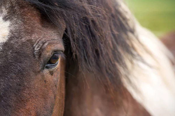 Pferd — Stockfoto