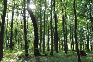 Yeşil ormanda güneş ışığı, bahar zamanı.