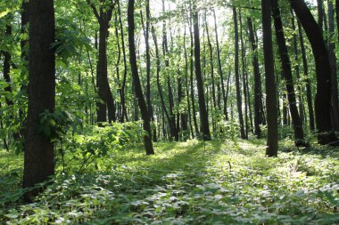 Yeşil ormanda güneş ışığı, bahar zamanı.