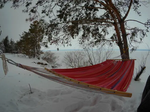 Hammock hanging in winter forest — Stock Photo, Image