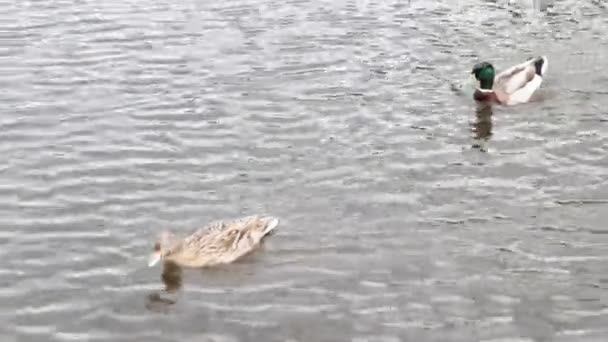 Marcher sur le pont en bois où il y a un ruisseau coulant sous le pont en bois qui coule doucement .