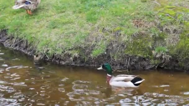 Chůze na dřevěný most, kde je tekoucí potok pod dřevěným mostem teče jemně. — Stock video