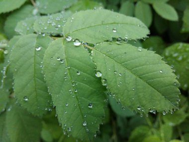 Açık yağmur damlaları yavaşça sallanan bir yaprağına hassas desenler oluşturmak.