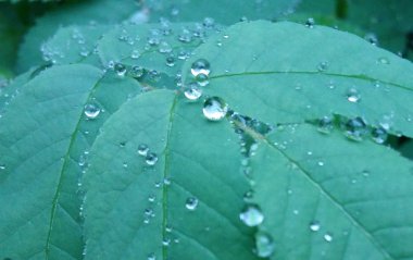 Açık yağmur damlaları yavaşça sallanan bir yaprağına hassas desenler oluşturmak.