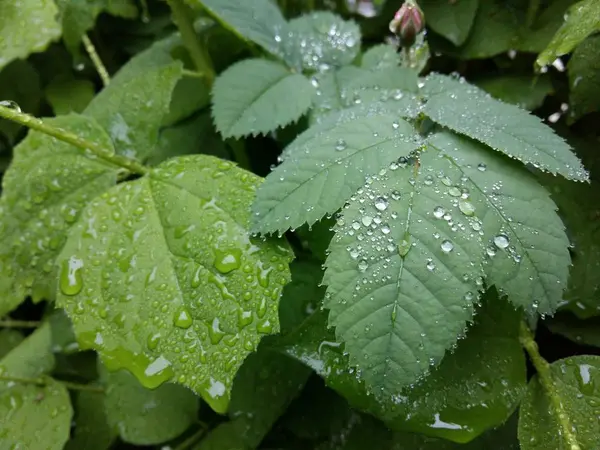 明确的雨滴轻轻摇曳的叶子上形成花纹细致. — 图库照片