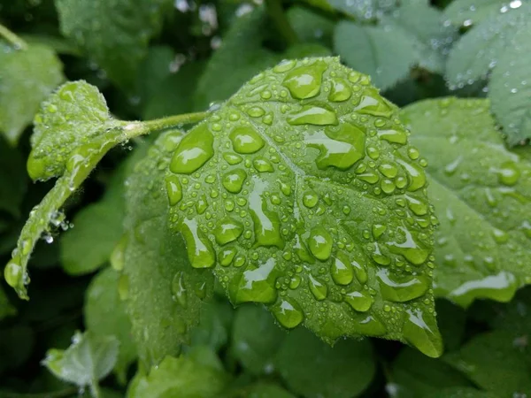Açık yağmur damlaları yavaşça sallanan bir yaprağına hassas desenler oluşturmak.