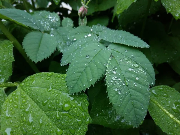 Tydlig regndroppar bildar fina mönster på ett försiktigt svajande blad. — Stockfoto